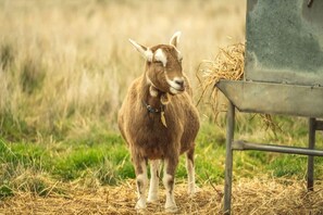Unclassified image, 4 of 20, button - Tiny House Situated on a Brilliant Victoria Goat Farm (Monegeetta)