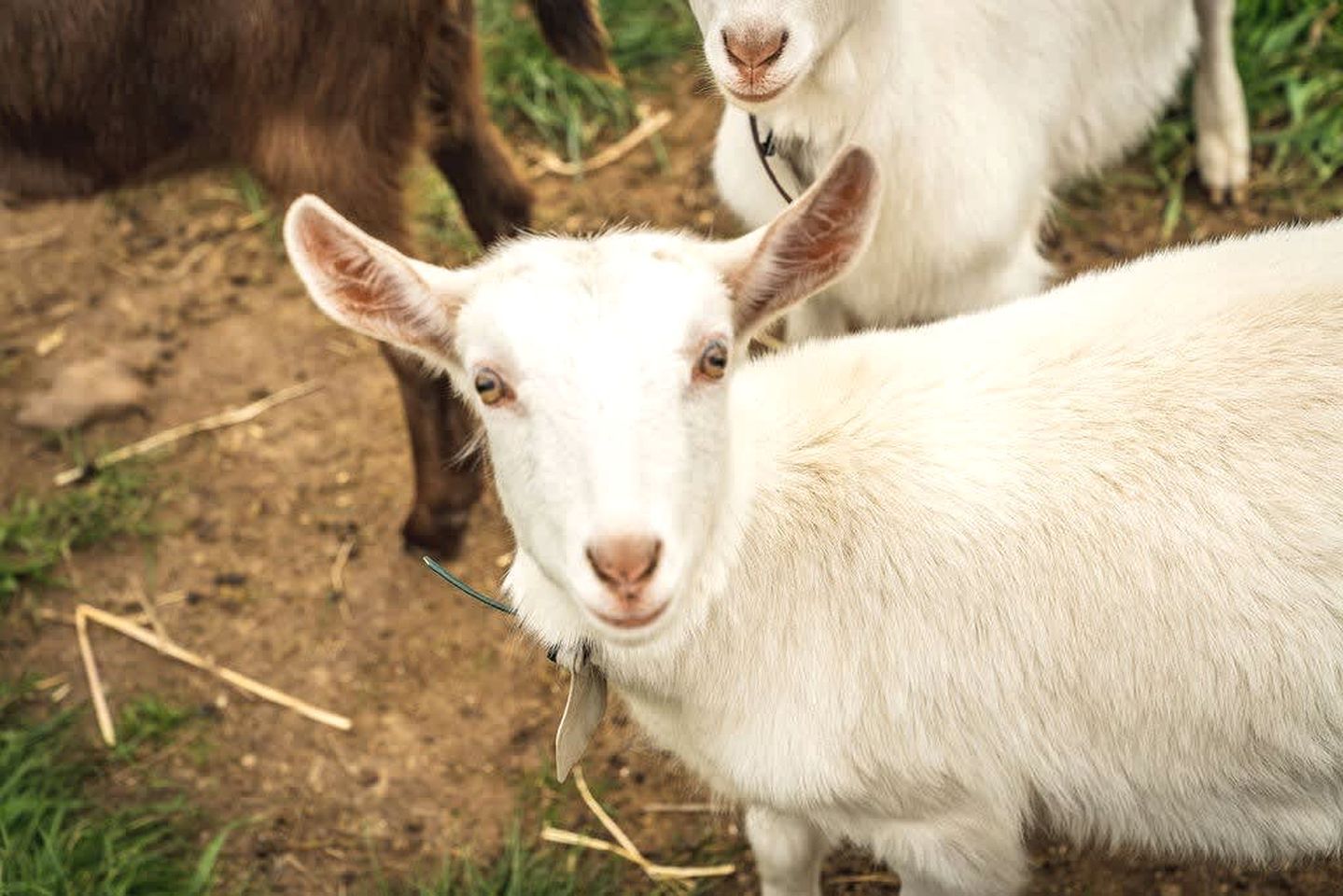 A goat with a metal tag on its ear, standing on a dirt ground with sparse grass.