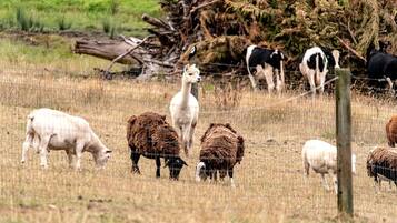 Een landelijk landschap met verschillende grazende veedieren.
