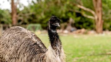 An ostrich in a natural setting with trees and grass.