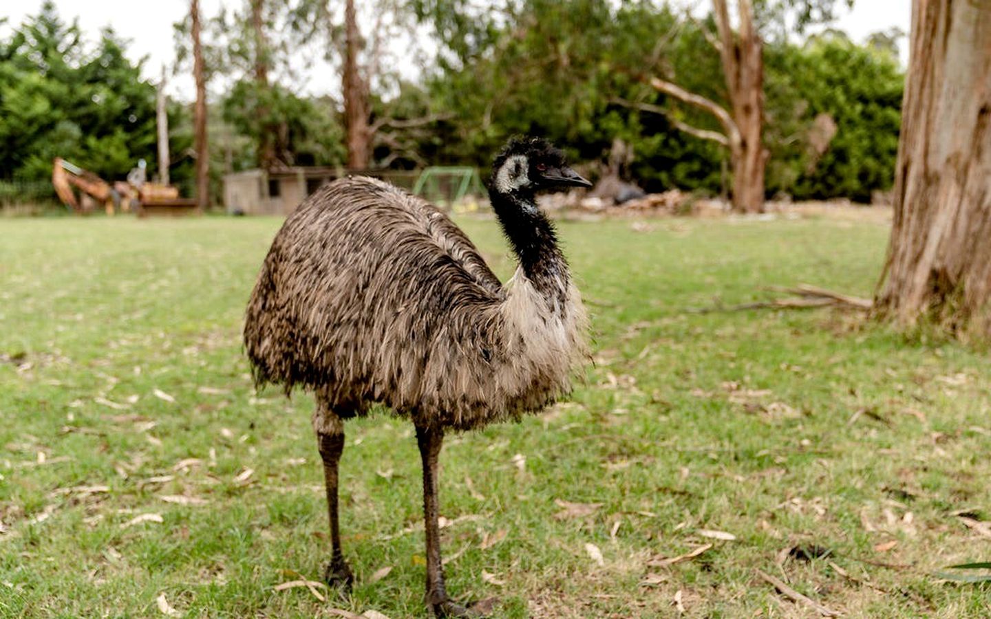 An ostrich standing in a grassy area with trees and a fence in the background.