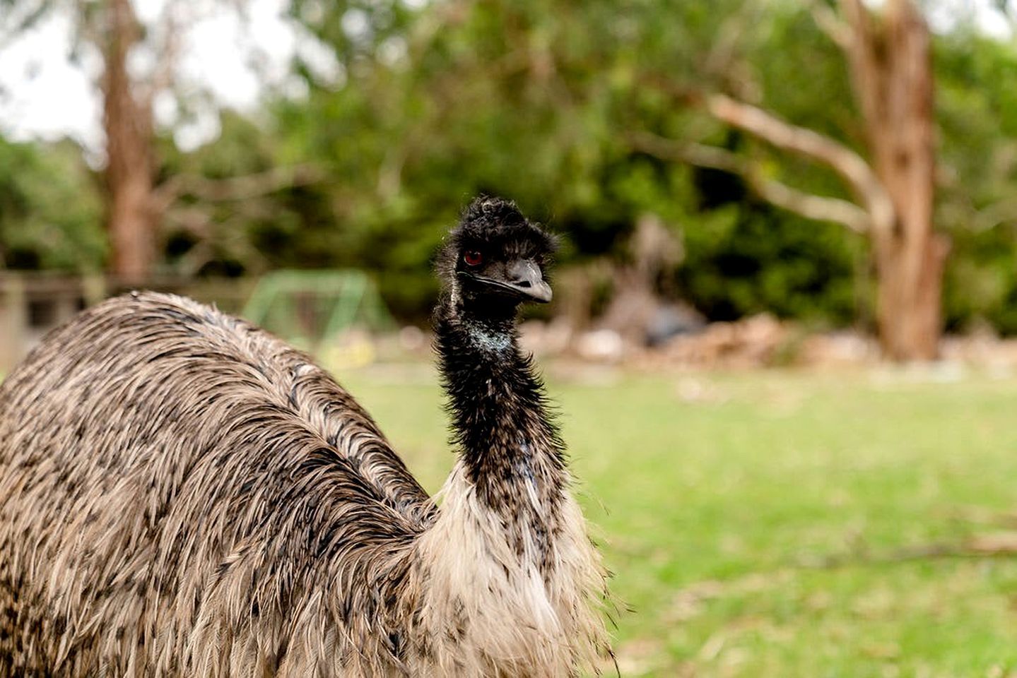 An ostrich in a natural setting with trees and grass.