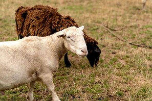 A sheep with a white face and a black sheep in the background.
