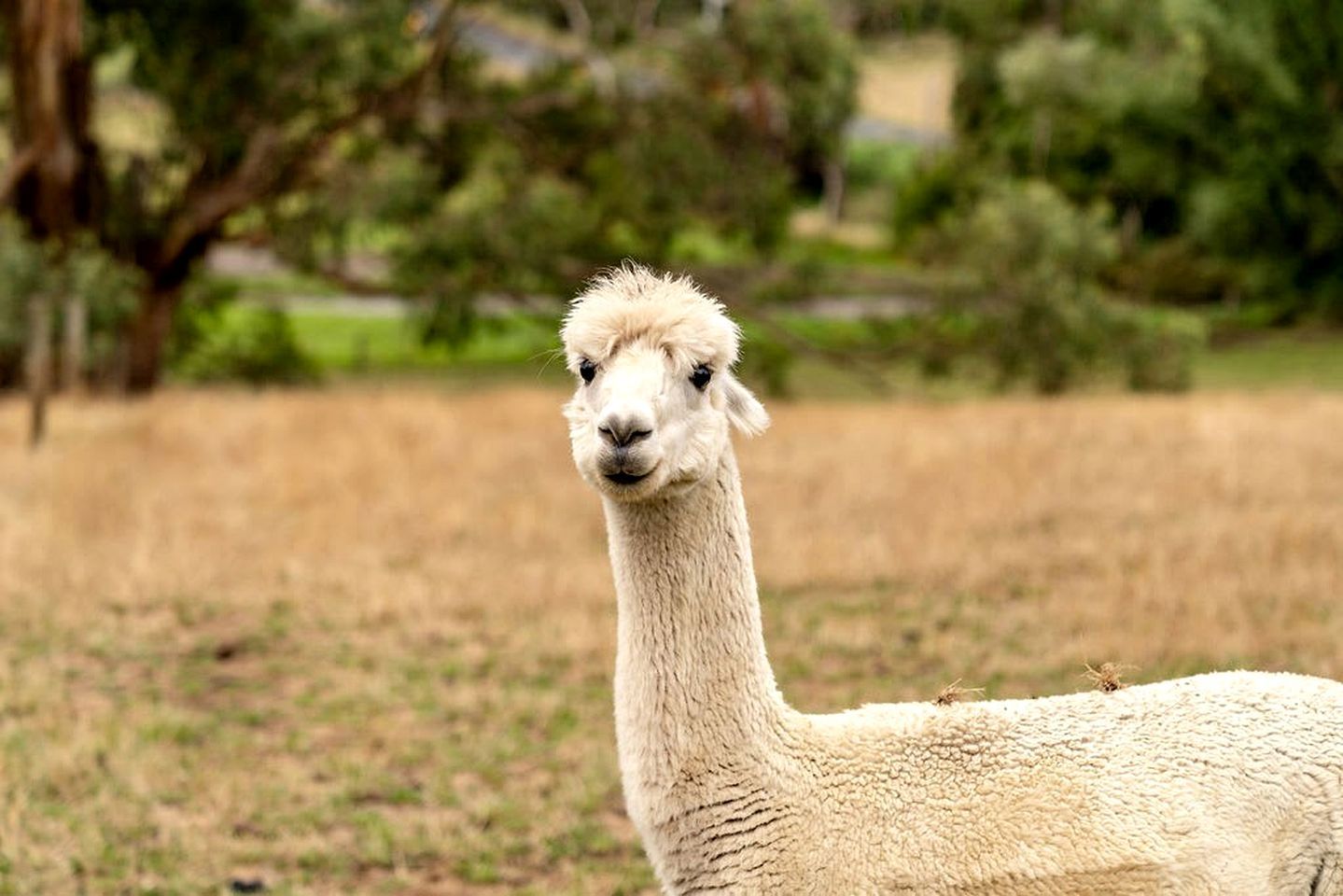A llama in a grassy field with trees in the background.