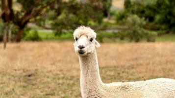 A llama in a grassy field with trees in the background.