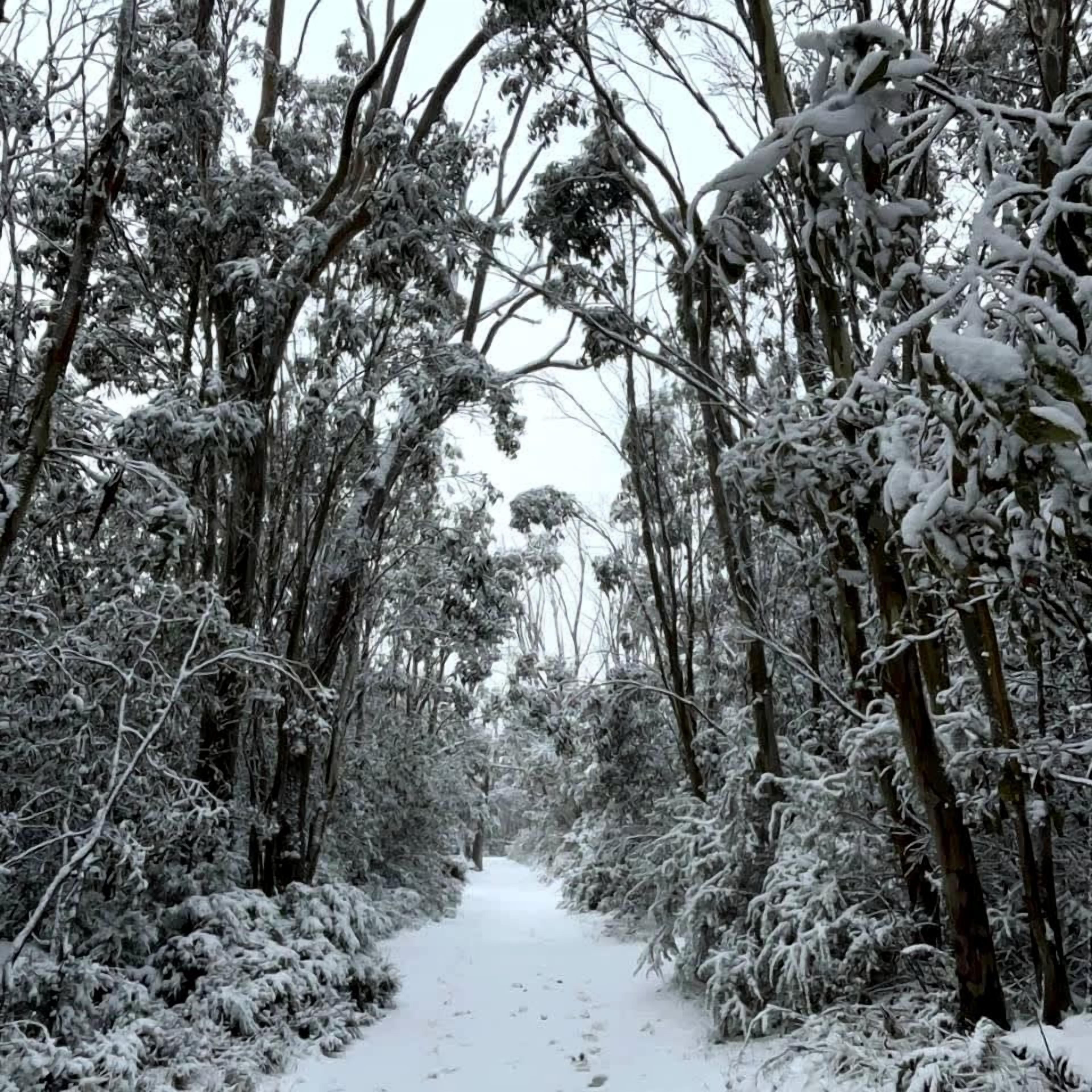 A snow-covered forest path.