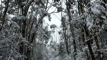 A snow-covered forest path.