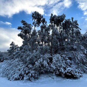 A snowy landscape with dense trees and a clear sky.