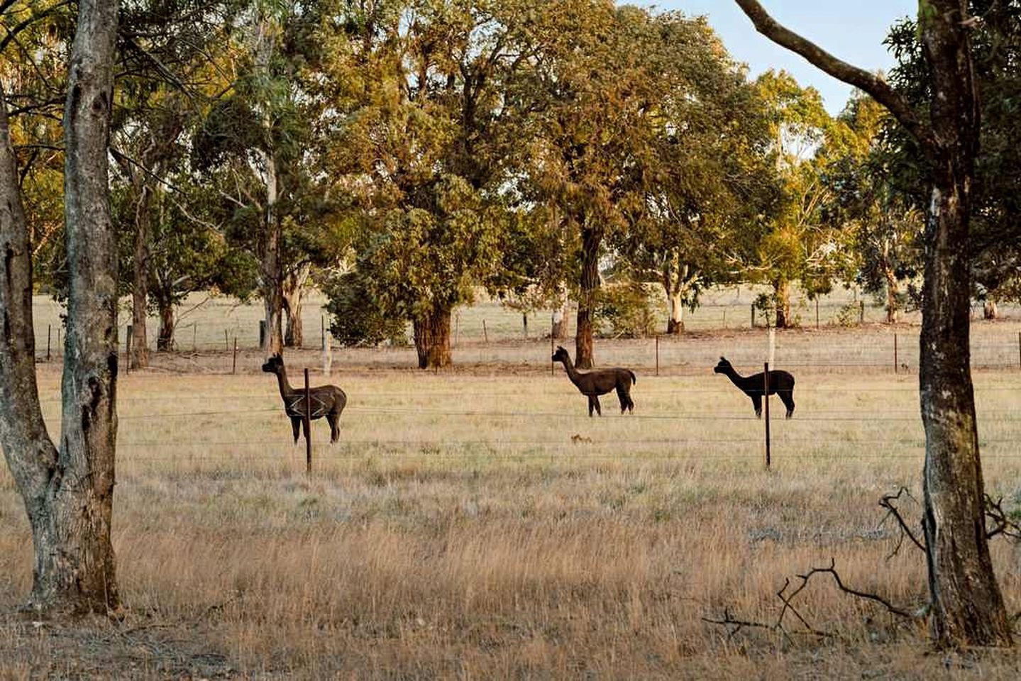 A natural landscape with trees and a grassy field.