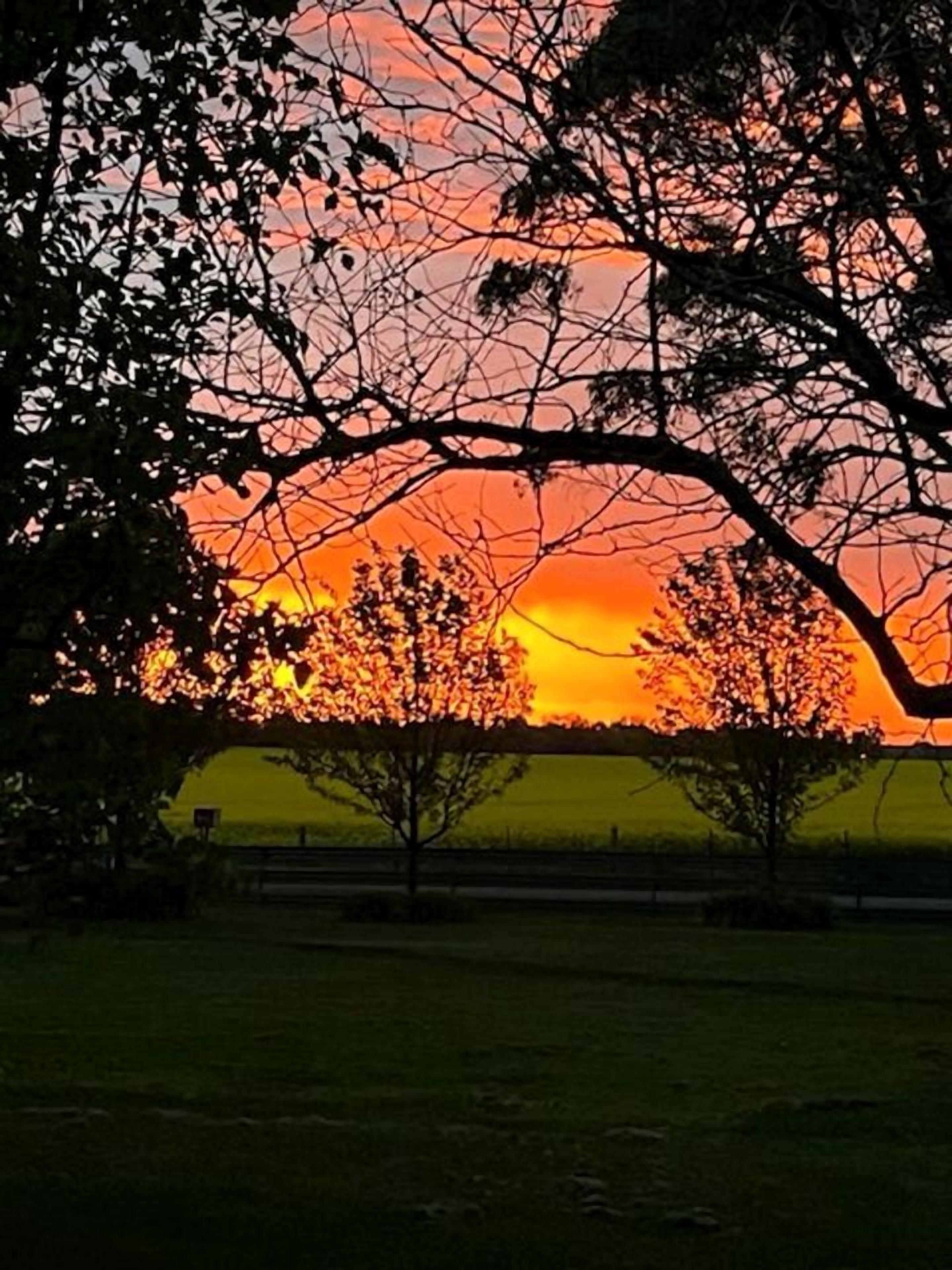 A sunset with trees silhouetted against a vibrant sky.