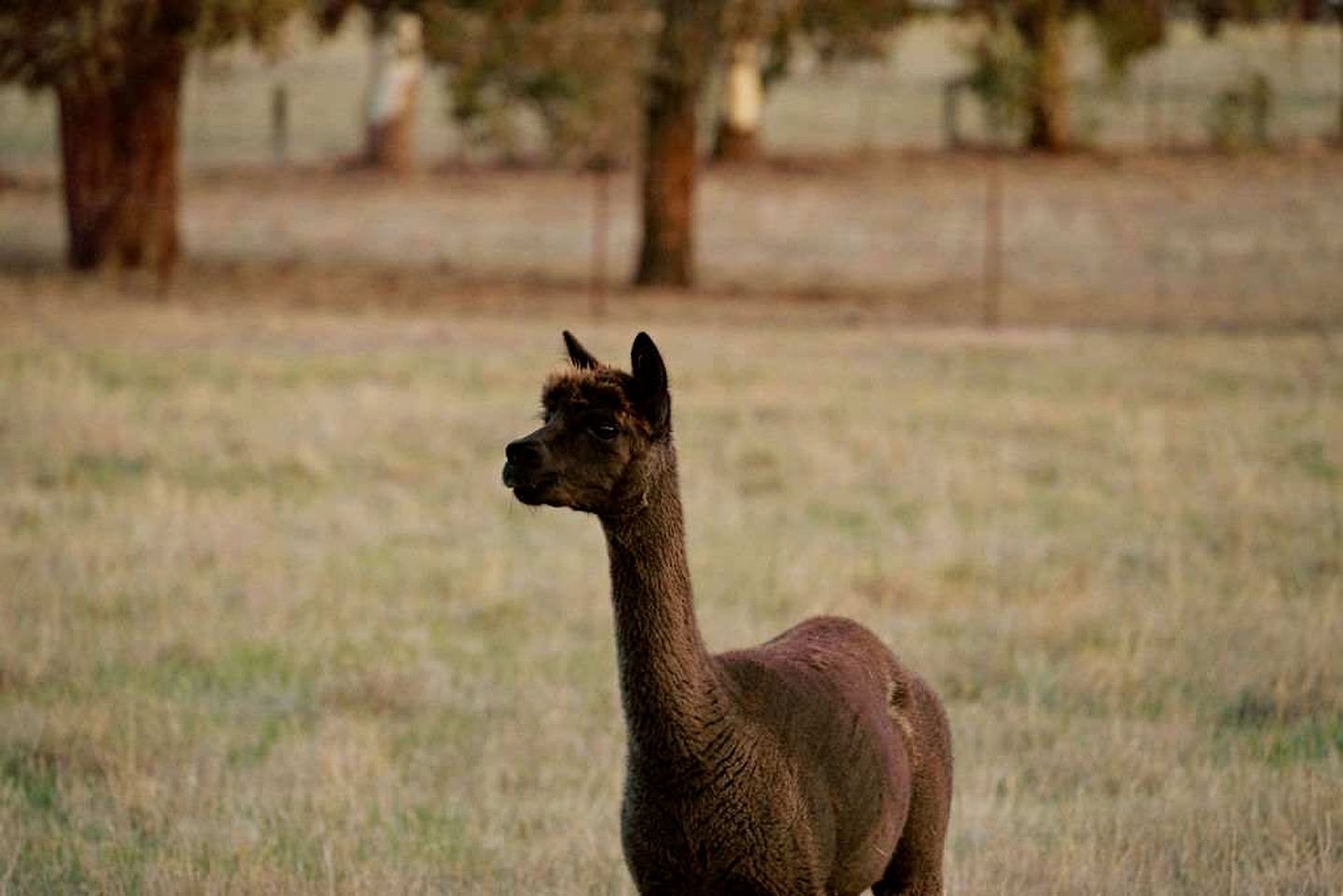 A llama in a grassy field with trees in the background.