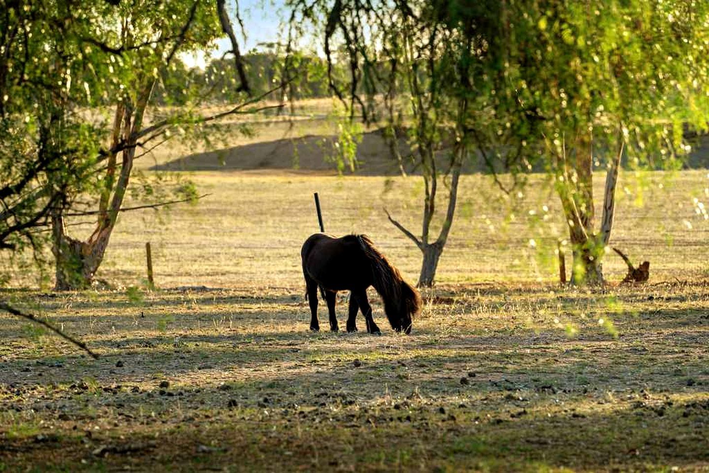 Un cheval broute dans un champ, avec des arbres en arrière-plan.