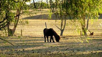 Un cheval broute dans un champ, avec des arbres en arrière-plan.