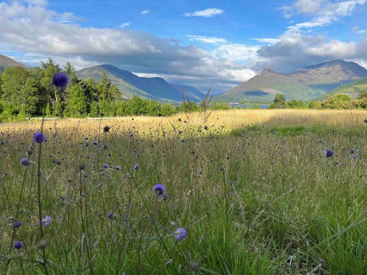 A field with purple flowers and mountains in the background.