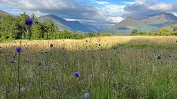 A field with purple flowers and mountains in the background.