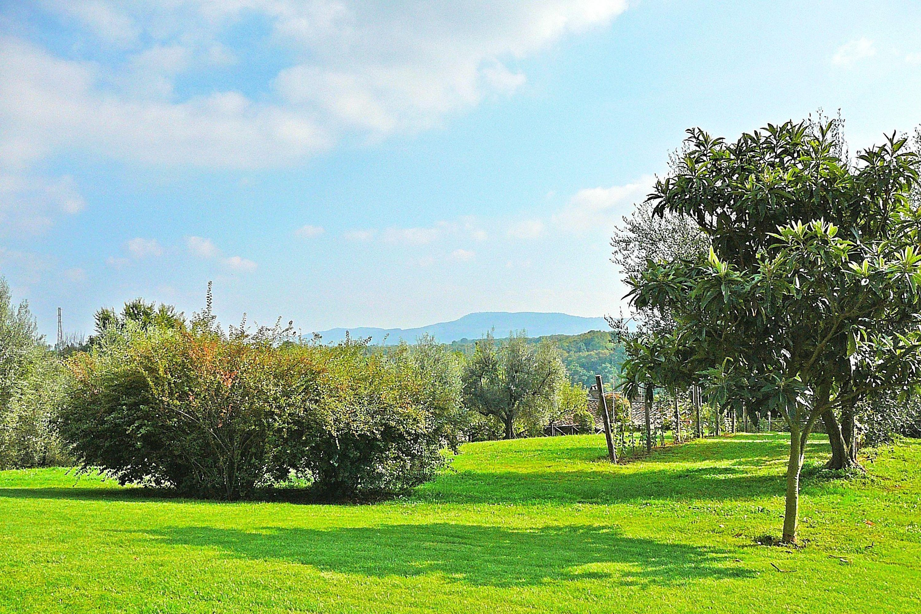 A green field with trees and a clear sky.