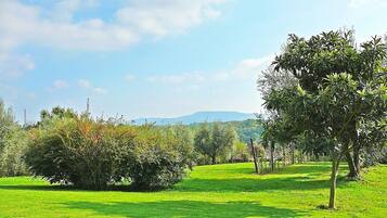 A green field with trees and a clear sky.