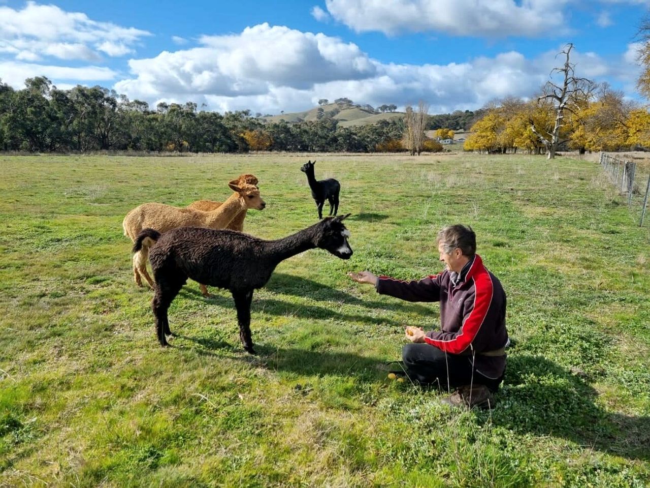 A person interacting with a llama and a dog in a grassy field.