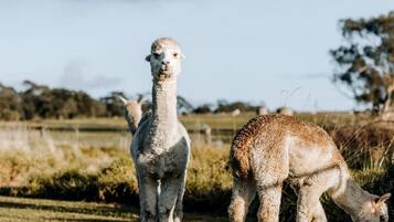 Two alpacas in a grassy field with a fence and trees in the background.