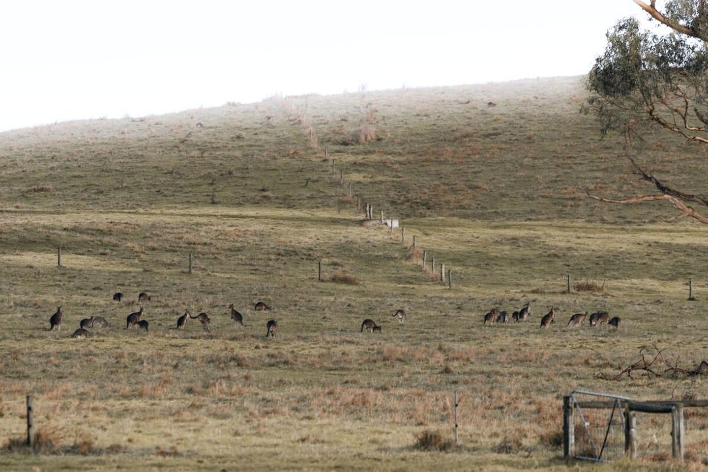A rural landscape with a fenced field and a hill in the background.