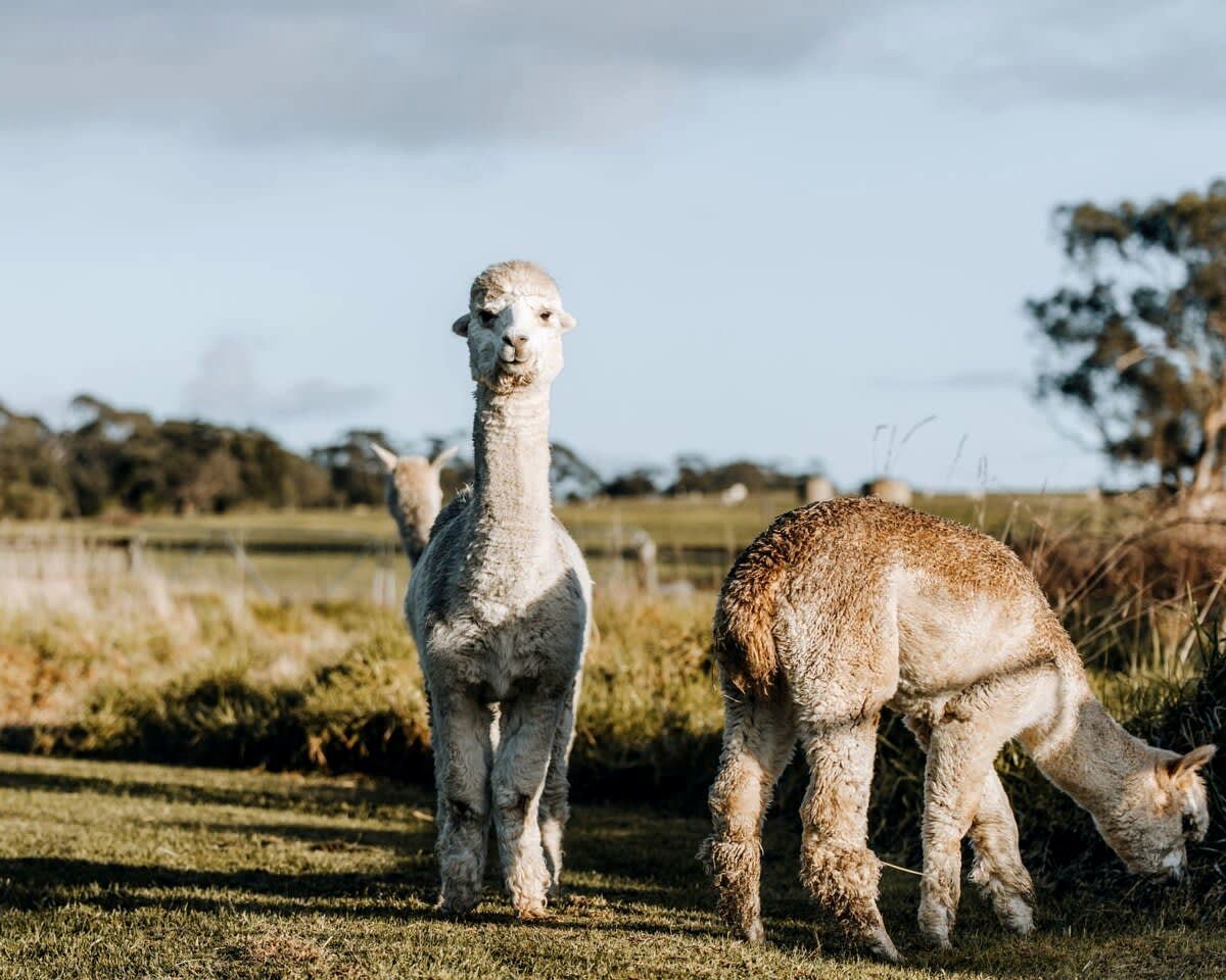 Two alpacas in a grassy field with a fence and trees in the background.