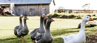 Farm Glamping Stay in Alberton West for Victoria Getaways