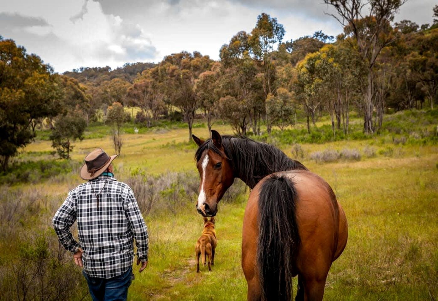 Una persona de pie junto a un caballo en un campo cubierto de hierba, con árboles al fondo.