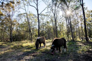 A natural outdoor setting with trees and a horse.
