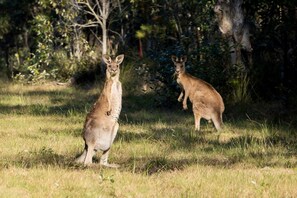 Two kangaroos in a grassy field with trees in the background.