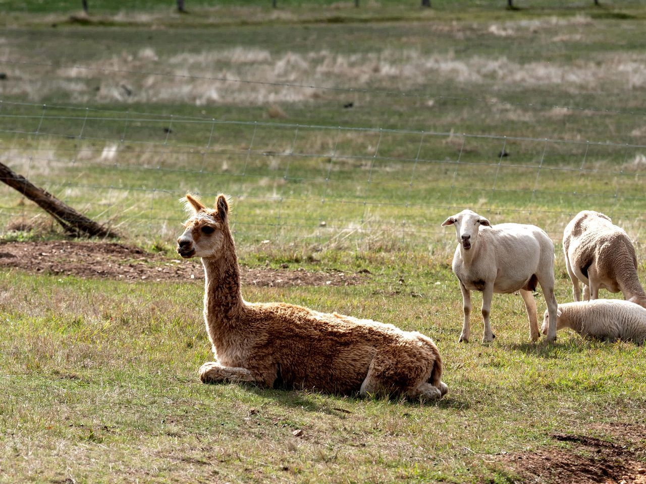 Una llama descansando en un campo cubierto de hierba, con una cerca al fondo.