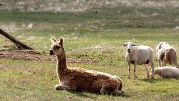 Una llama descansando en un campo cubierto de hierba, con una cerca al fondo.