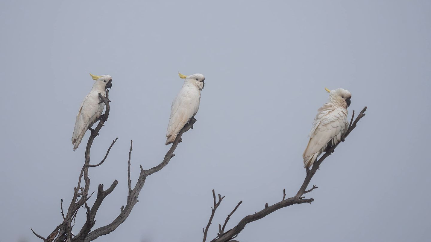 Three white birds perched on a branch.