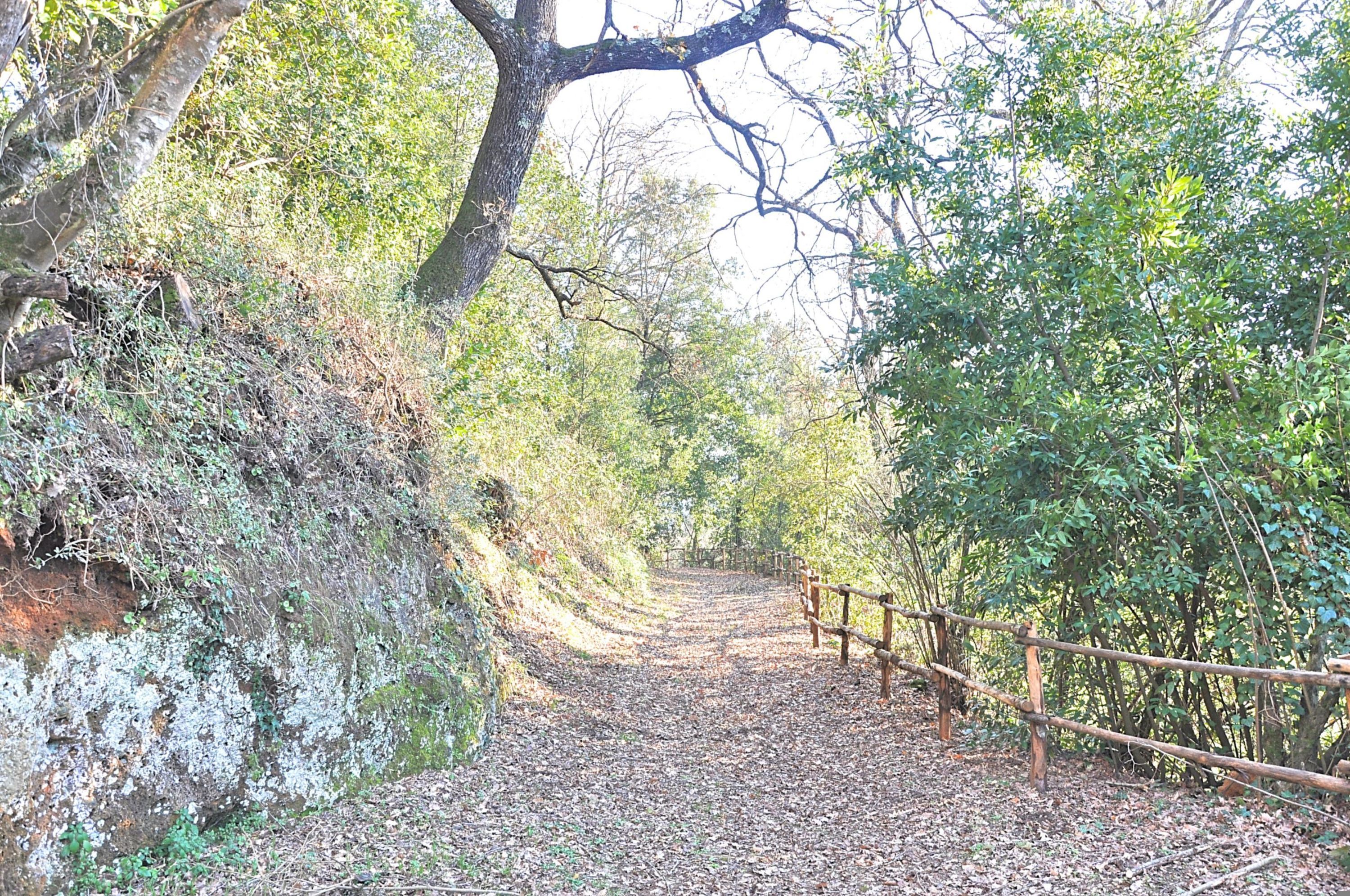 A forested path with a wooden fence on one side and a rocky cliff on the other.