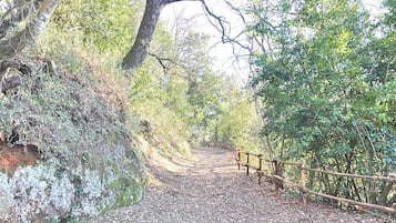 A forested path with a wooden fence on one side and a rocky cliff on the other.