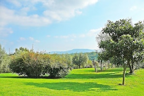 A green field with trees and a clear sky. - Montecasciano Girasole (Capranica)