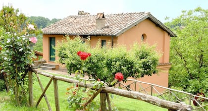 Montecasciano Tulipano