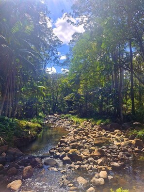 Paisagem natural com um riacho, pedras e vegetação densa.