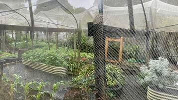 A greenhouse with multiple plant beds and a mesh structure.