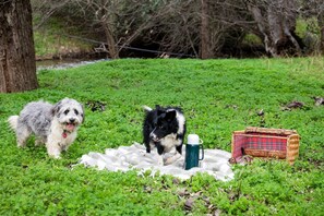 Two dogs on a grassy area with a picnic setup including a blanket, mug, and basket.