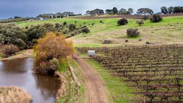 A vineyard with rows of grapevines, a dirt path, and a small building near a body of water.
