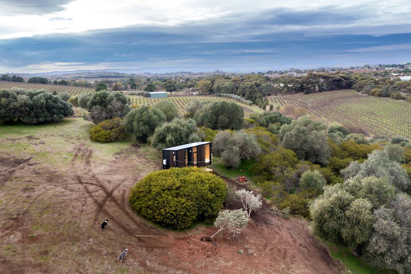 A modern building surrounded by vineyards, with a clear view of the landscape.