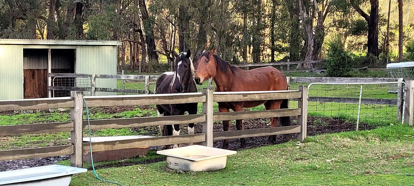 A stable with two horses, a wooden fence, and a green building in the background.