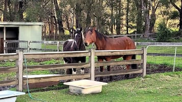 A stable with two horses, a wooden fence, and a green building in the background.
