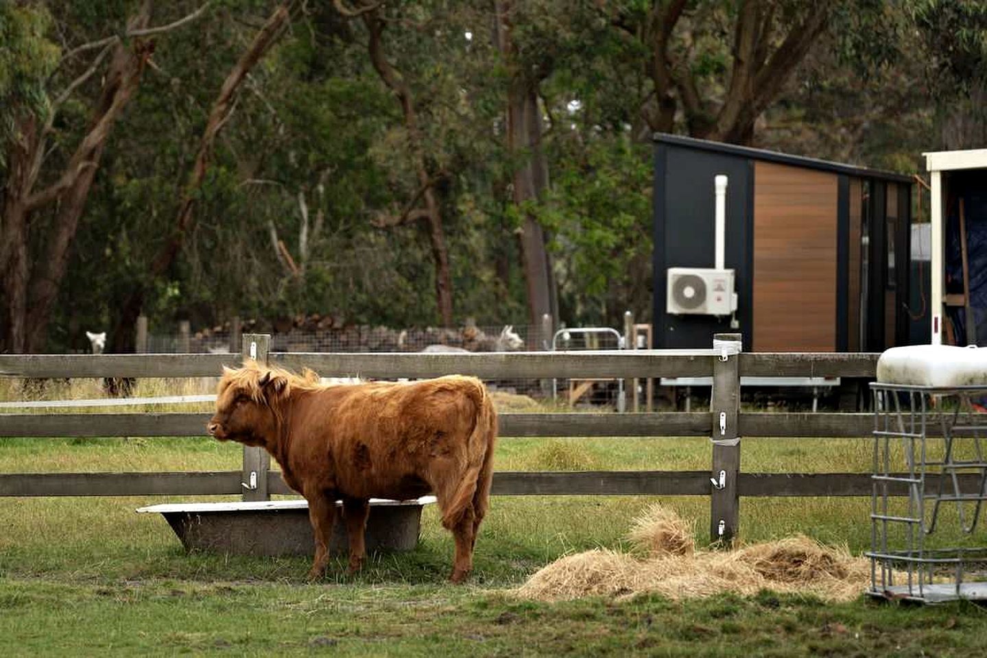 Una vaca de pie en un área cercada, con fardos de heno y un edificio al fondo.