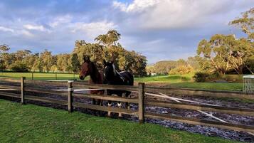 Een omheind buitengebied met twee paarden, bomen en een grasveld.