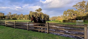 A fenced outdoor area with two horses, trees, and a grassy field.