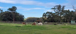 A fenced pasture with grazing animals, trees, and a clear sky.