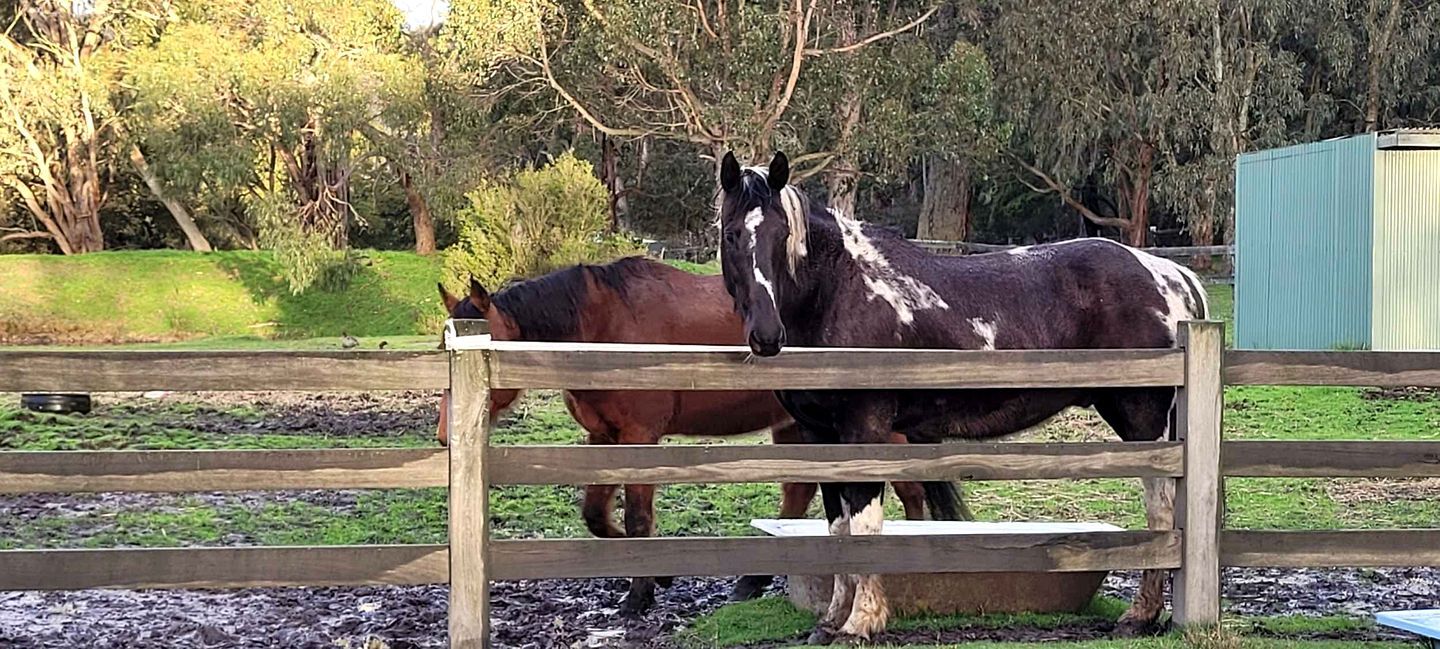 A stable with two horses behind a wooden fence, surrounded by trees and a green structure.