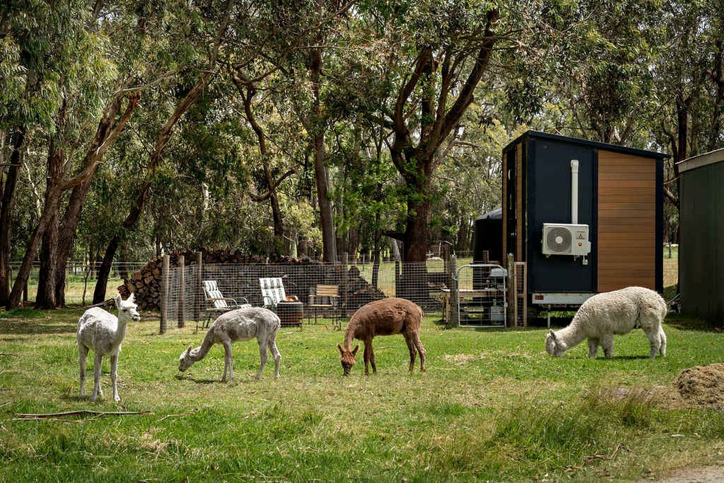 A fenced outdoor area with four llamas grazing, a wooden structure with an air conditioning unit, and a fence with chairs and a table.
