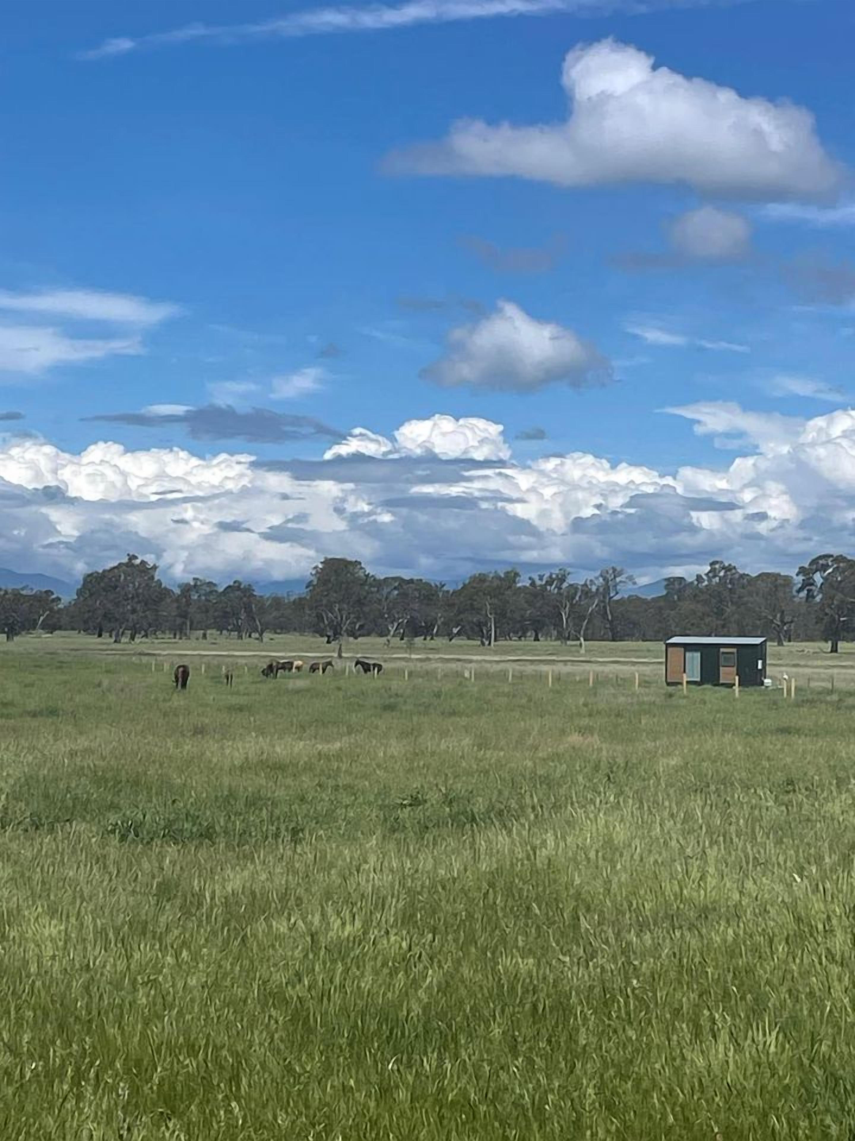 A grassy field with a small structure, possibly a shed, and a few cows grazing in the distance.